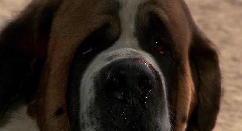 Thumbnail for ‘Cujo’ Takes a Big Bite Out of Our Pick of the Week