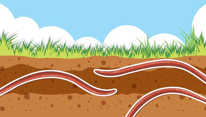 Background of earthworm in soil